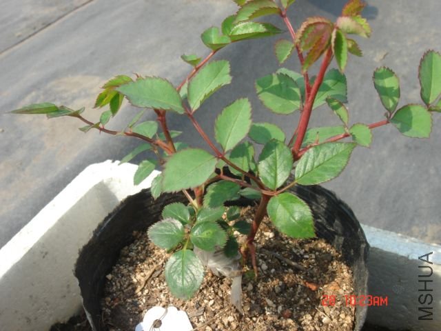 ���ۻ���