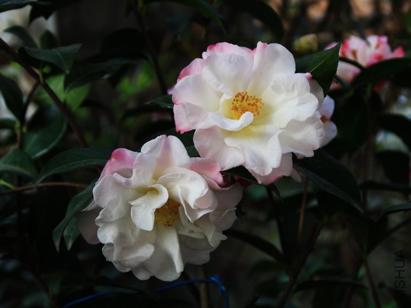 2011.03.28.ѩ�� 013.jpg