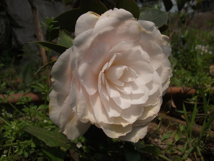 DSCF0877.JPG
