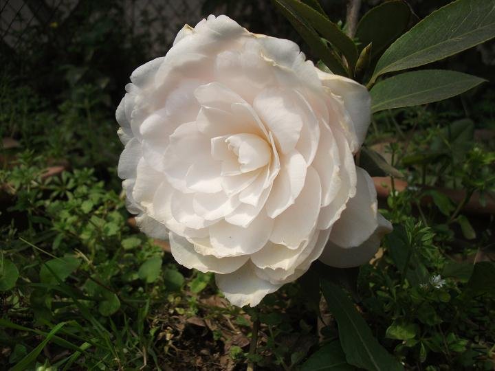 DSCF0876.JPG