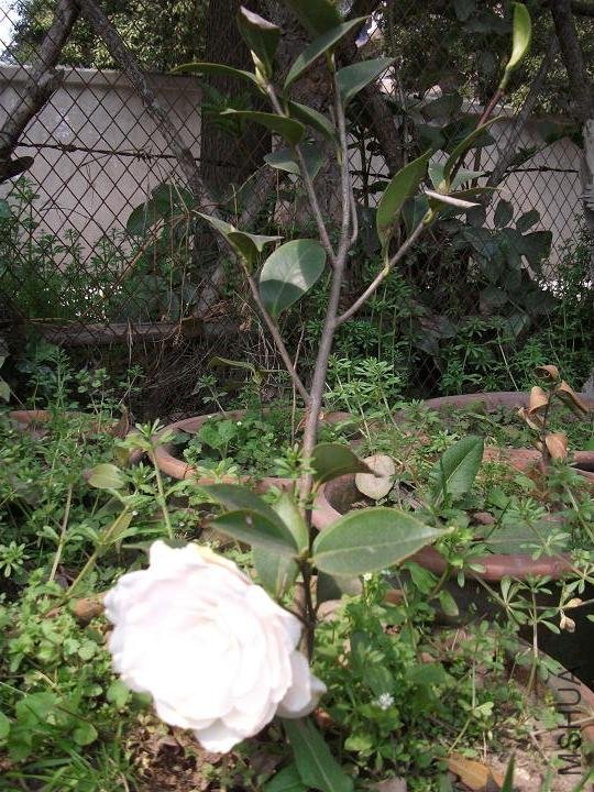 DSCF0878.JPG