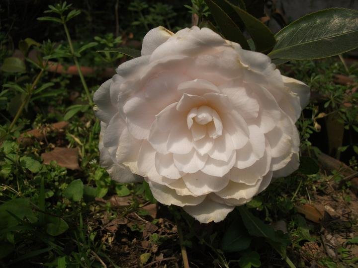 DSCF0875.JPG
