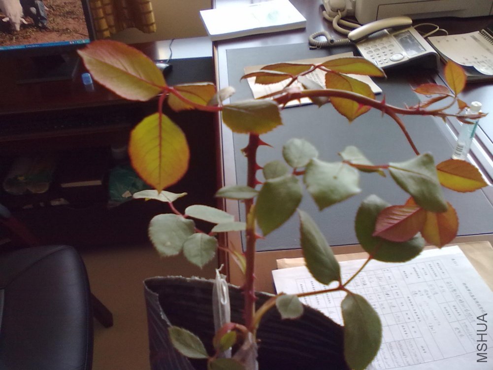 20110328693.jpg