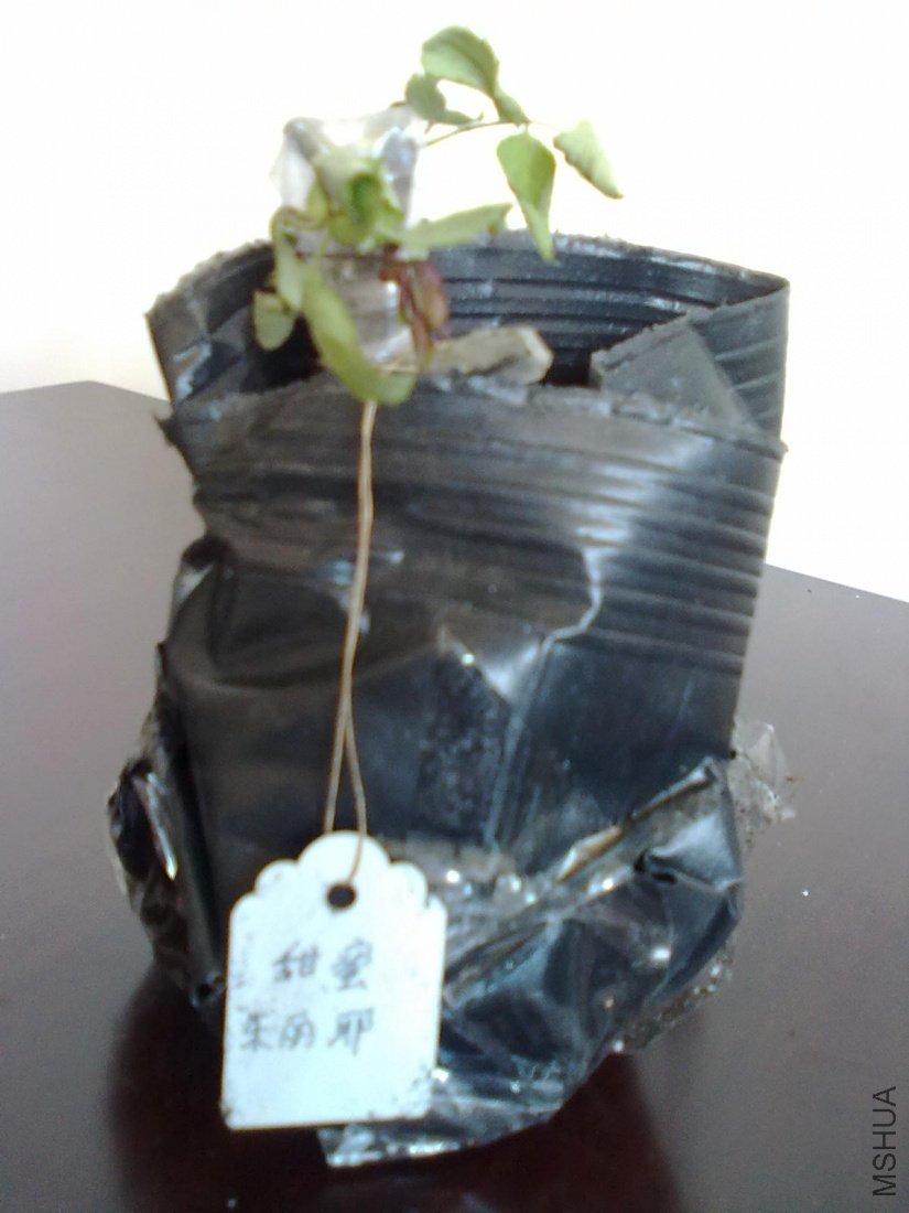 20110328690.jpg