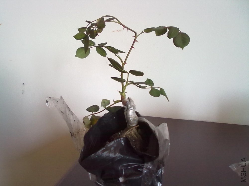 20110328692.jpg