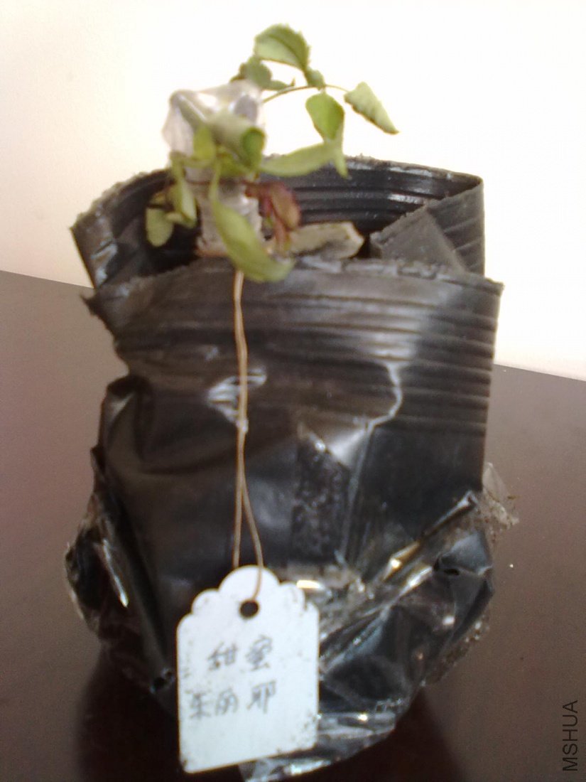 20110328689.jpg