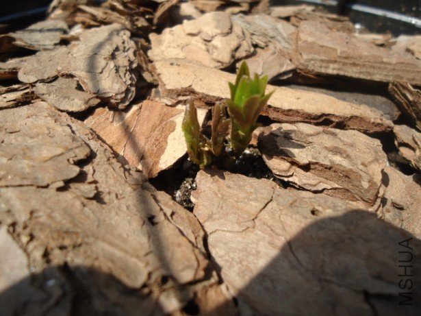 ���˾��÷�ѿ��õ�����ɯ��