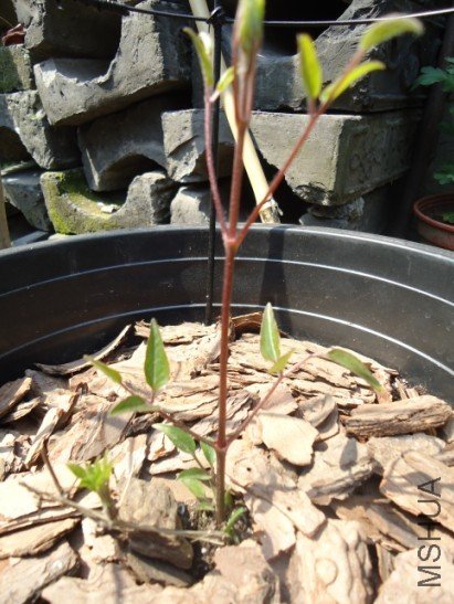 ����ͳ��ͷ��û��