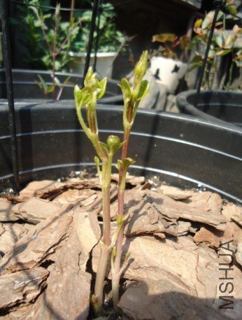 ��ʱ��С��ѿ������