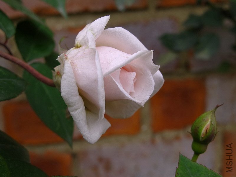 IMG_8679.jpg