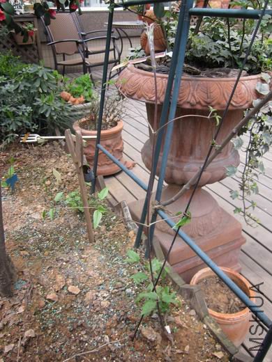 �м�������������磬2010�귢֦û�����Ϳ�ή�ˣ�ģģ���»��и�������Ḵ����