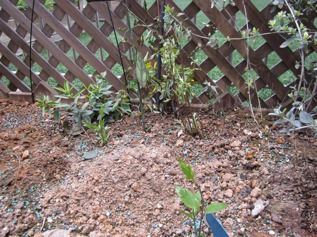 �м�������������磬2010�귢֦û�����Ϳ�ή�ˣ�ģģ���»��и�������Ḵ����