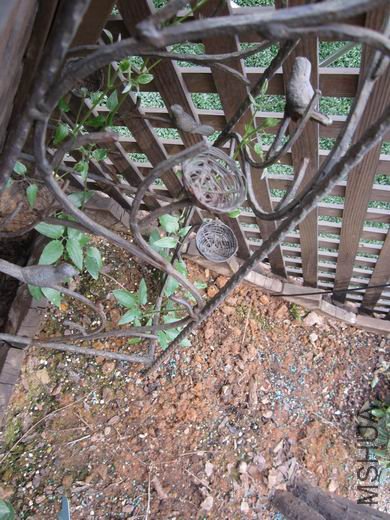 ����һ�ѿ�֦ʱ��Խ����ģ�����70Ԫ��ֵ..