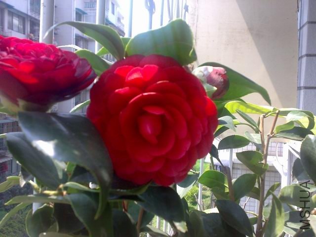 ������С 20110329440.jpg