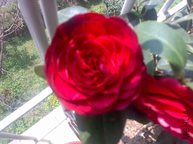 ������С 20110329441.jpg