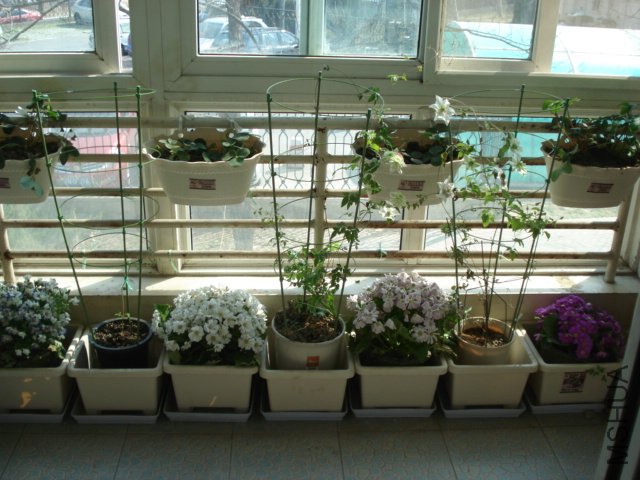 DSC05426.JPG