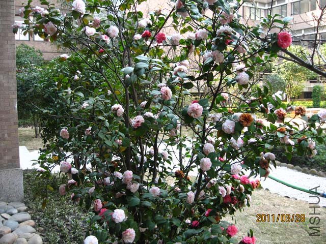 ��Ƭ11-3-28ca 01111.jpg