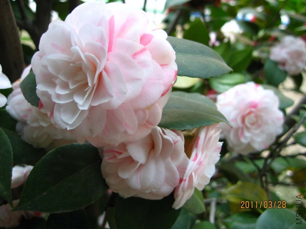 ��Ƭ11-3-28ca 00311.jpg