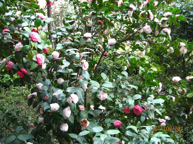 ��Ƭ11-3-28ca 00611.jpg