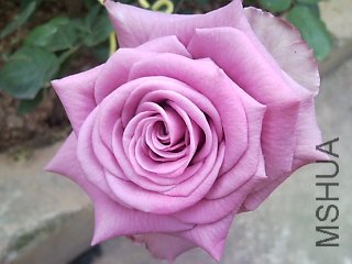 20110327��ɫ���¼�.jpg