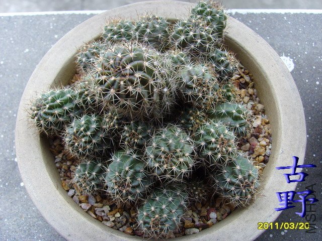 SSL20009.jpg