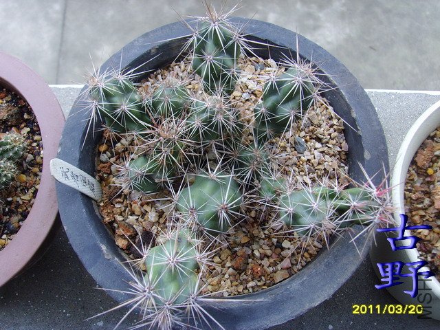 SSL20013.jpg