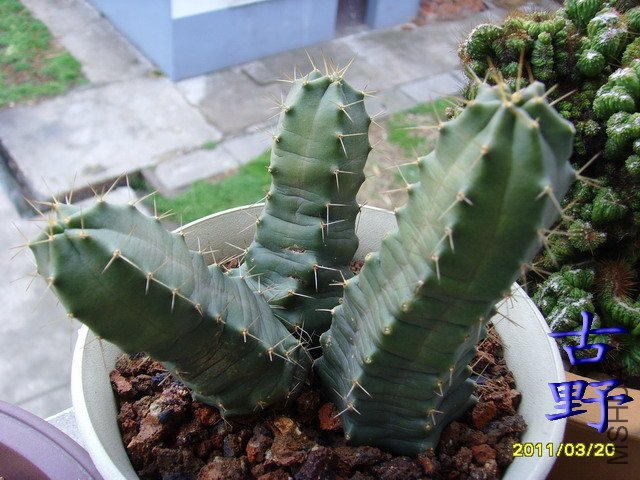 SSL20017.jpg