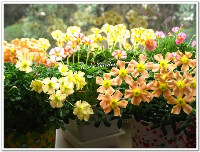 nEO_IMG_110227 103.jpg