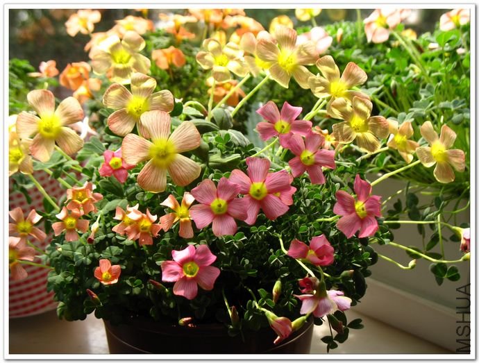 nEO_IMG_110308 020.jpg