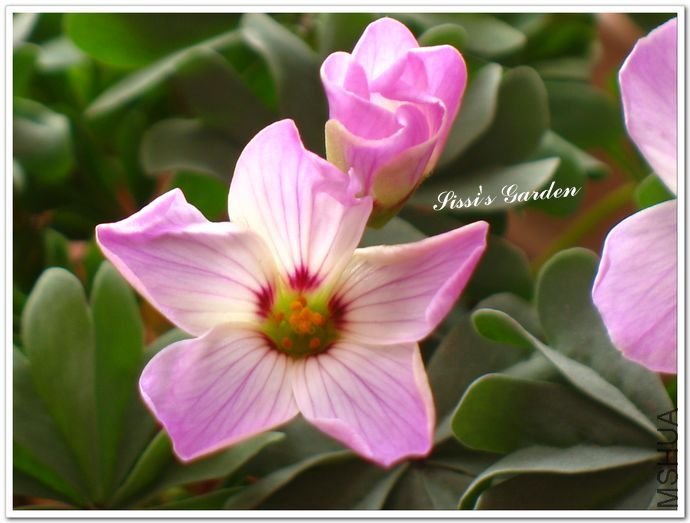 nEO_IMG_110328 095.jpg