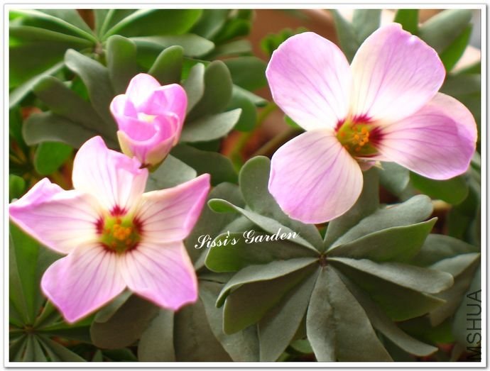 nEO_IMG_110328 093.jpg