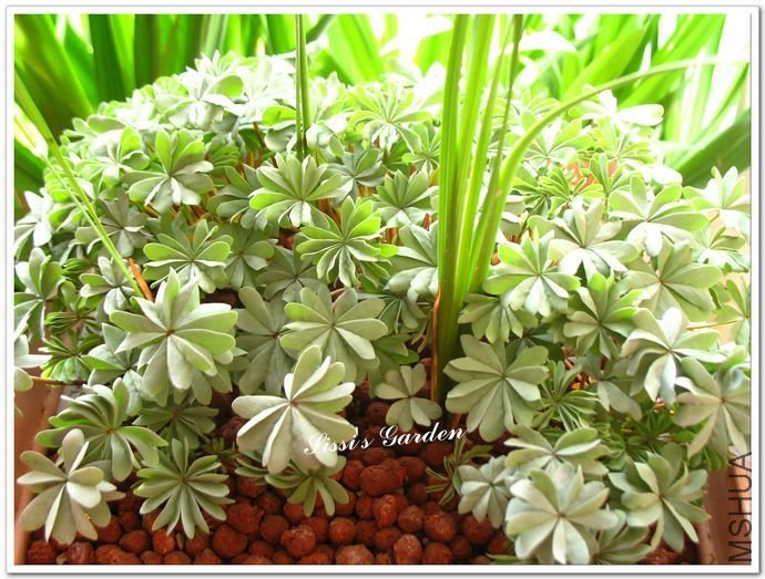 nEO_IMG_110328 066.jpg