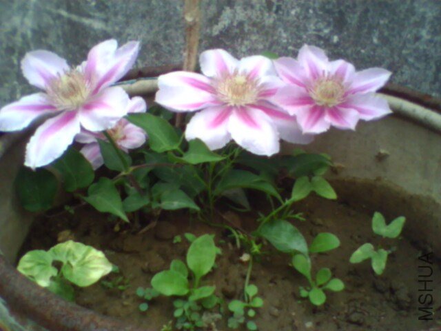IMG0495A.jpg