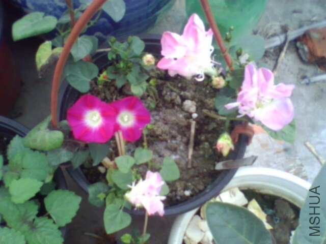 IMG0474A.jpg