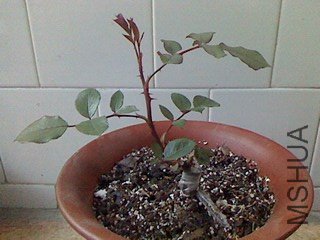 IMG0329180601.jpg