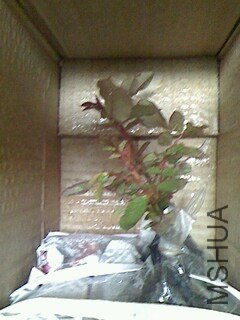 IMG0328120200.jpg