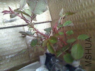 IMG0328120300.jpg