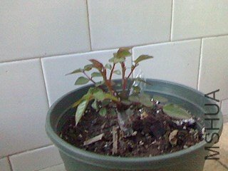 IMG0329180700.jpg