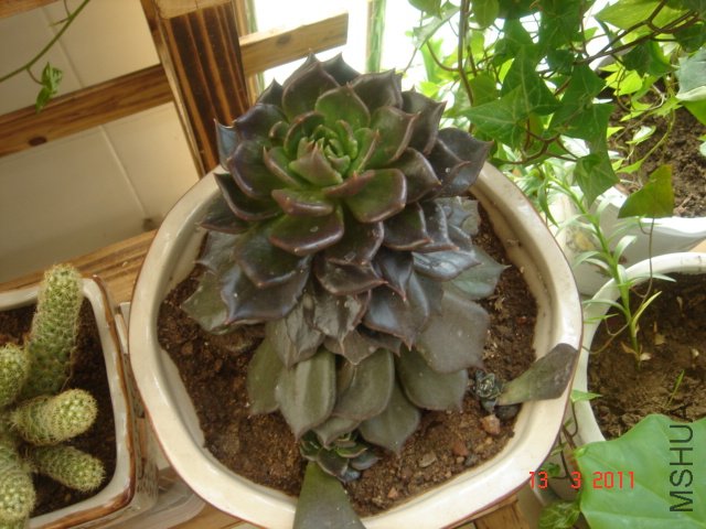 DSC08028.JPG