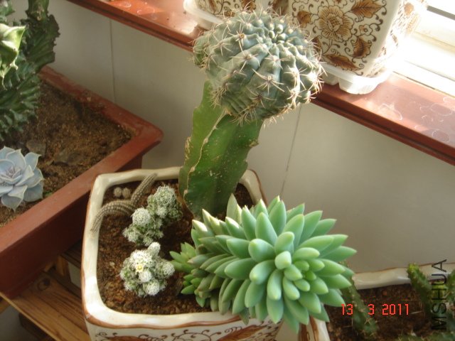 DSC08025.JPG