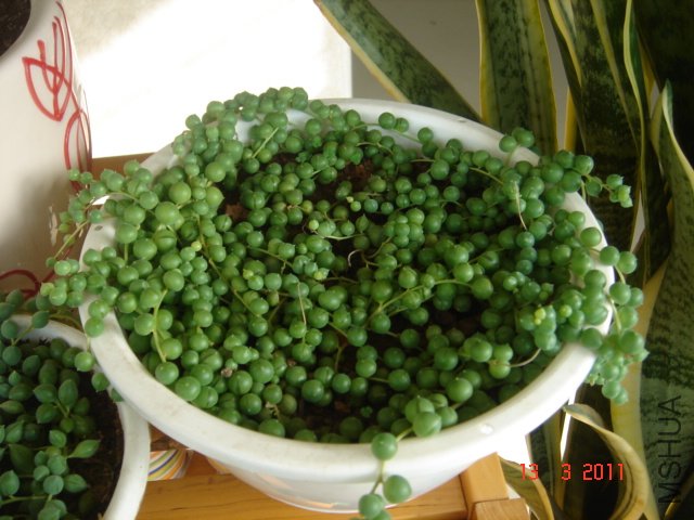 DSC07998.JPG