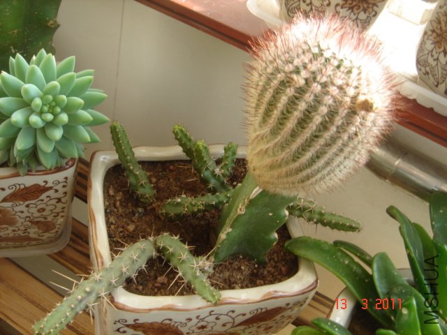 DSC08026.JPG