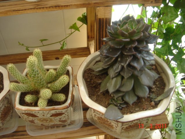 DSC08030.JPG