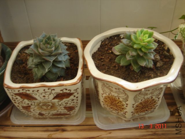 DSC08043.JPG