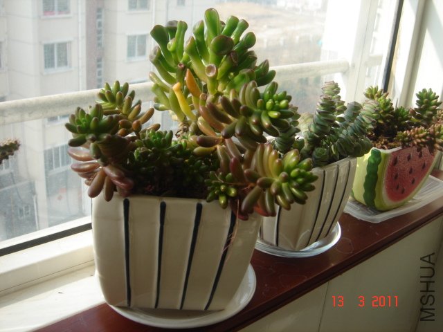 DSC08050.JPG