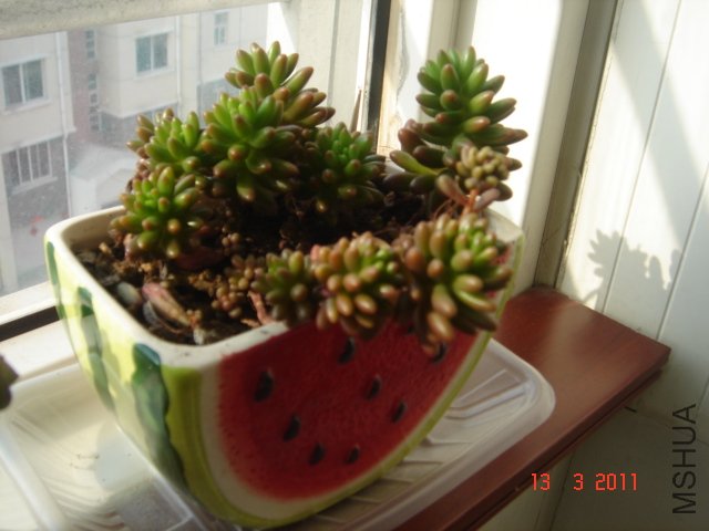 DSC08047.JPG