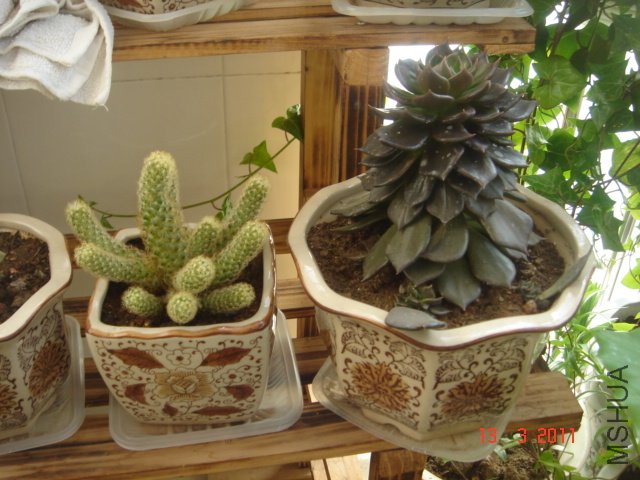 DSC08044.JPG