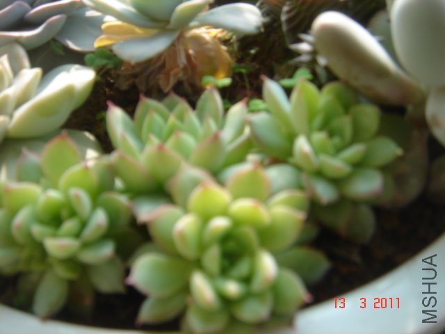 DSC08033.JPG