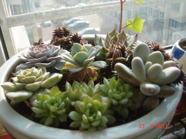 DSC08023.JPG