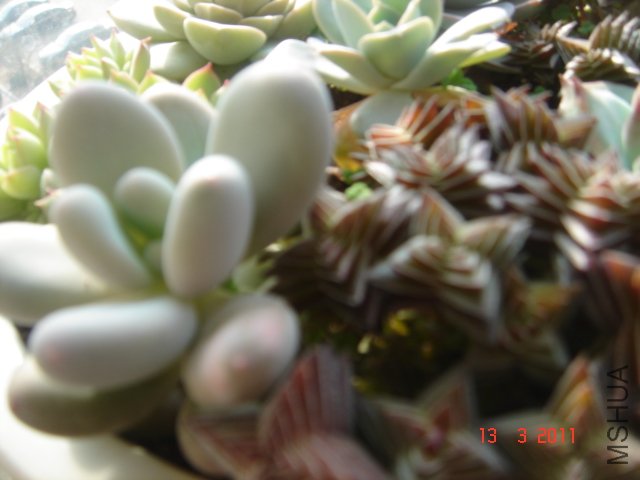 DSC08037.JPG